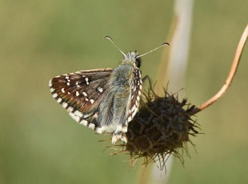 Pyrgus sp.
